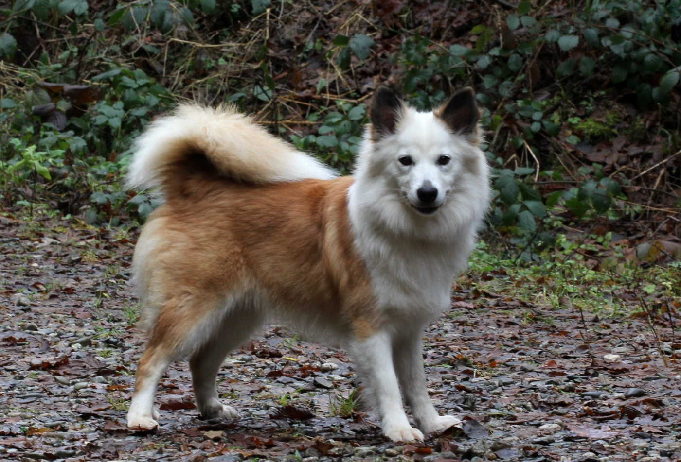 Vidia Nuance De La Fleur De Vie