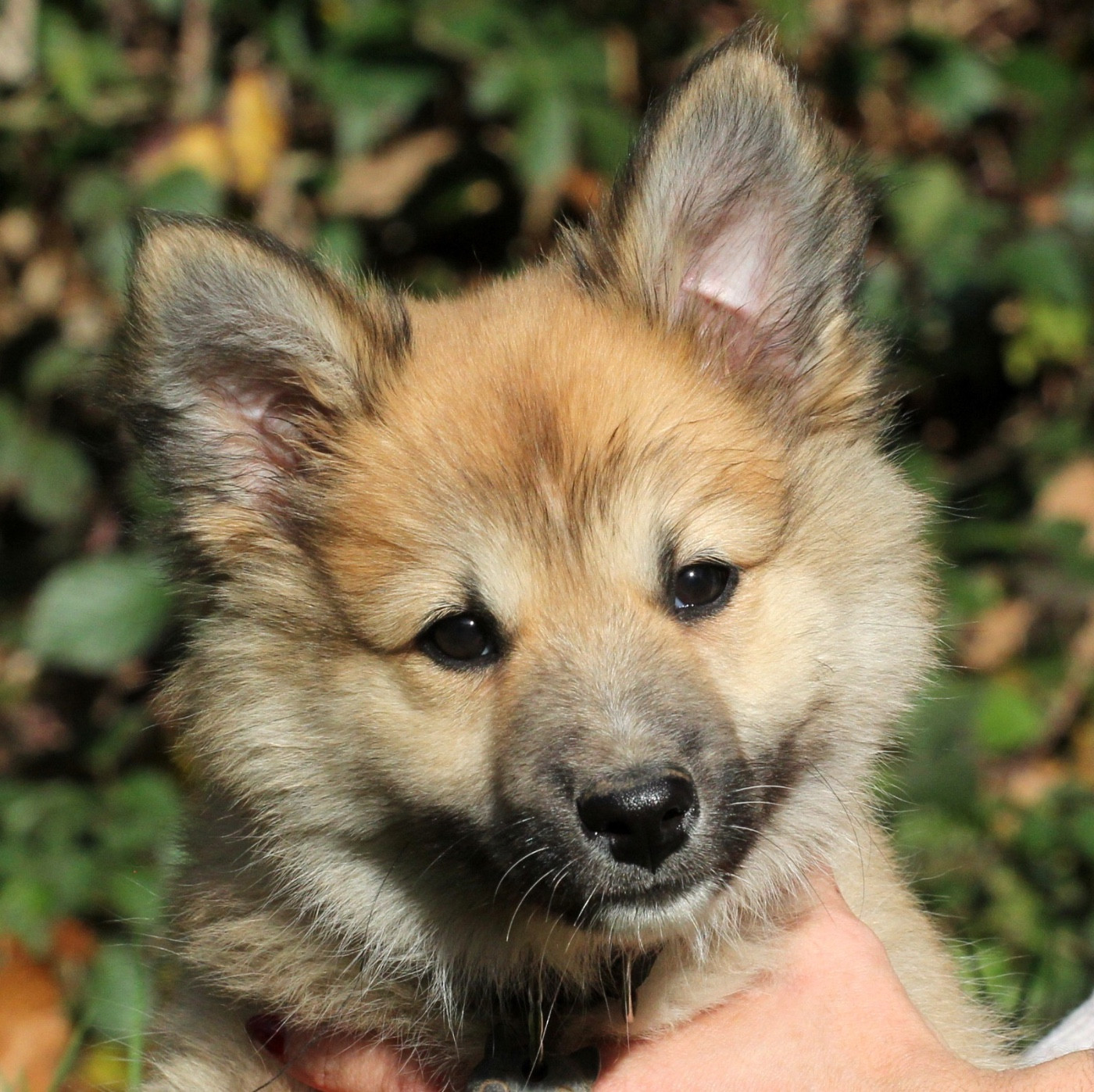 Des Petits Renards Nordiques - Chiots disponibles - Berger islandais