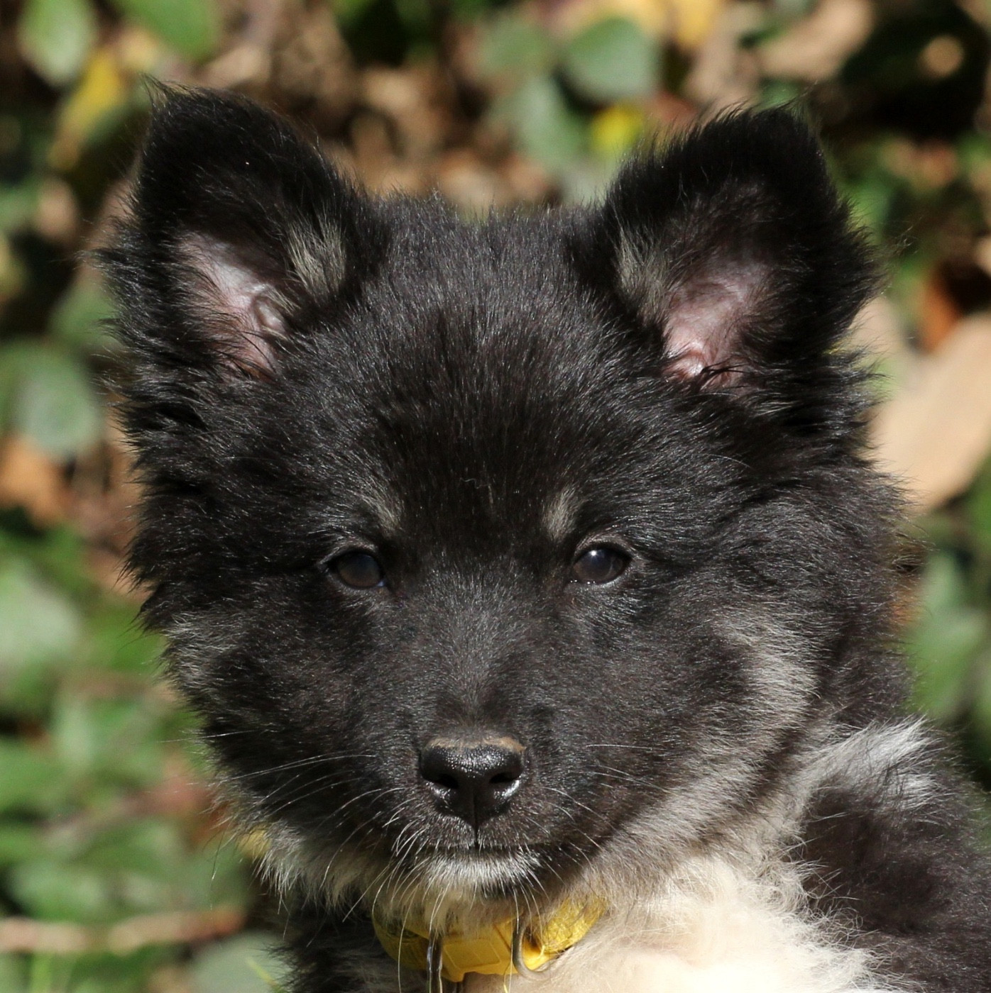 Des Petits Renards Nordiques - Chiots disponibles - Berger islandais