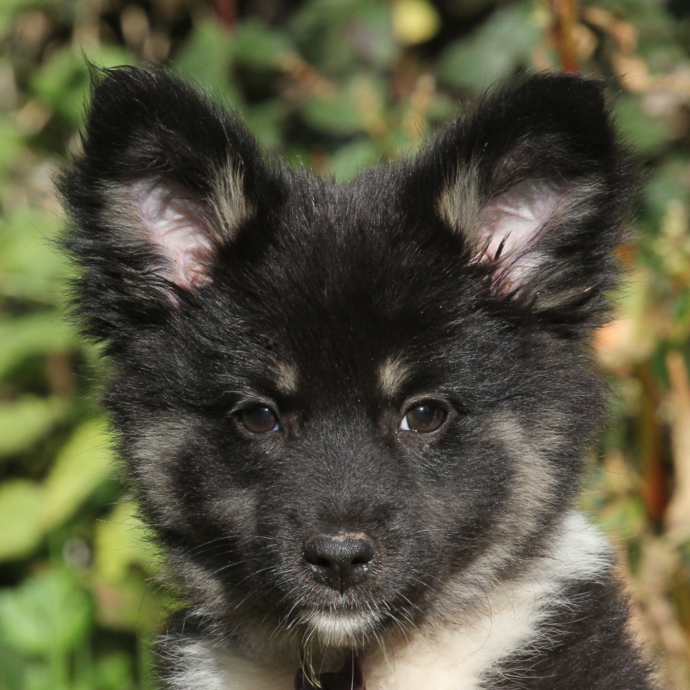Des Petits Renards Nordiques - Chiots disponibles - Berger islandais
