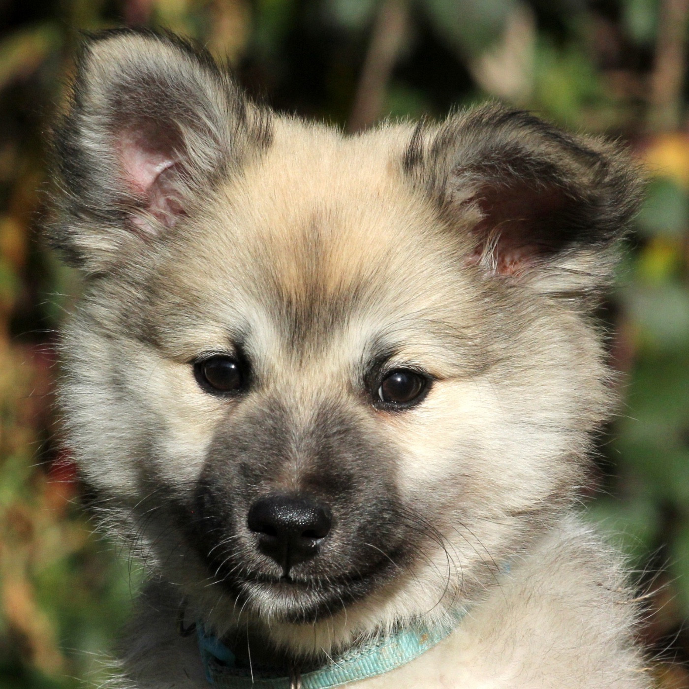 Des Petits Renards Nordiques - Chiots disponibles - Berger islandais