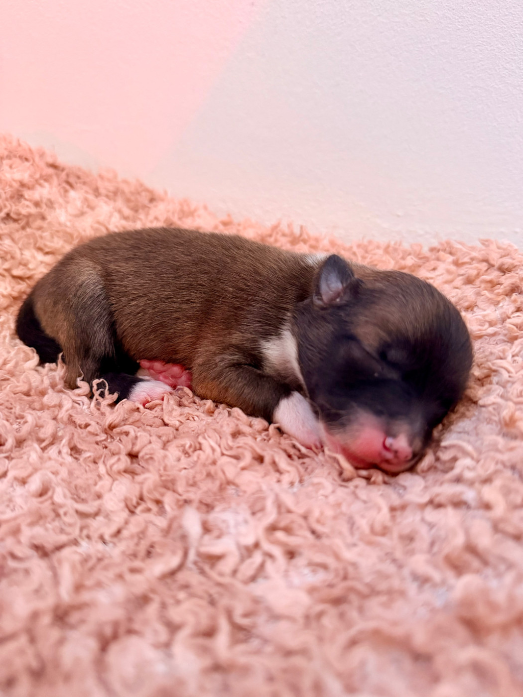 Des Petits Renards Nordiques - Chiots disponibles - Berger islandais