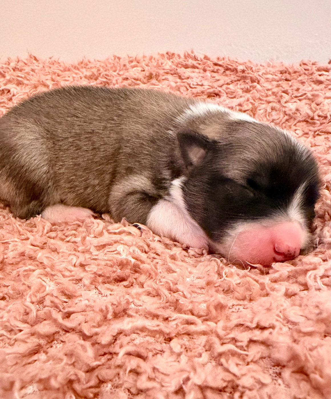 Des Petits Renards Nordiques - Chiots disponibles - Berger islandais