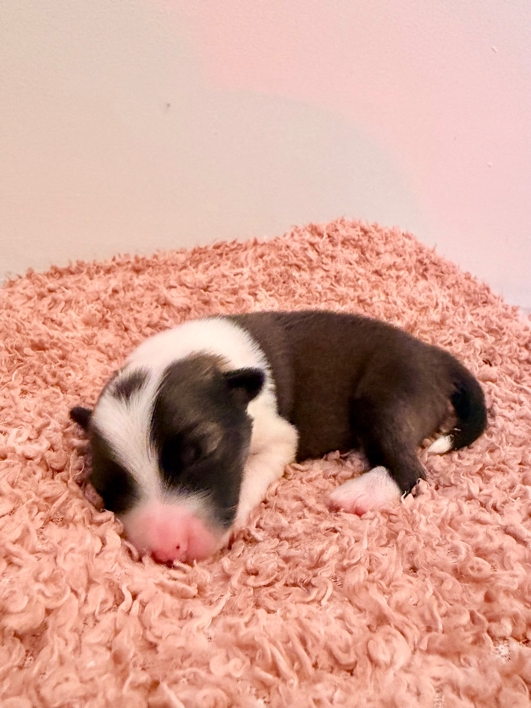 Des Petits Renards Nordiques - Chiots disponibles - Berger islandais