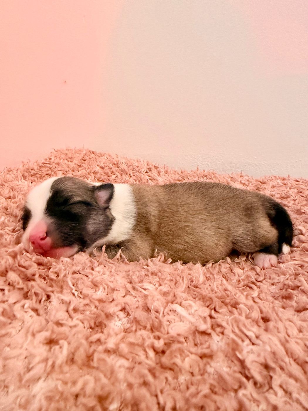 Des Petits Renards Nordiques - Chiots disponibles - Berger islandais