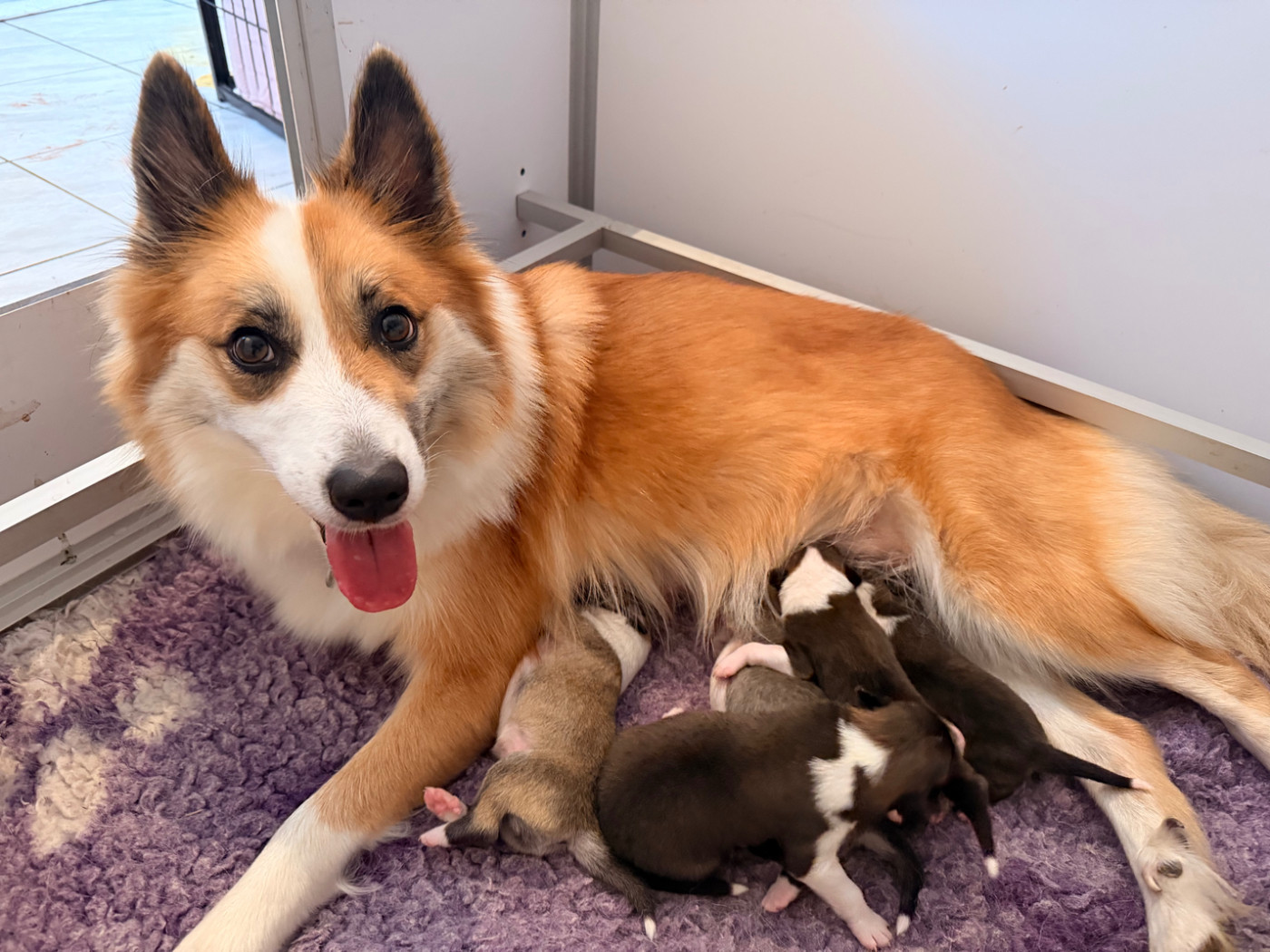 Chiot Berger islandais Des Petits Renards Nordiques
