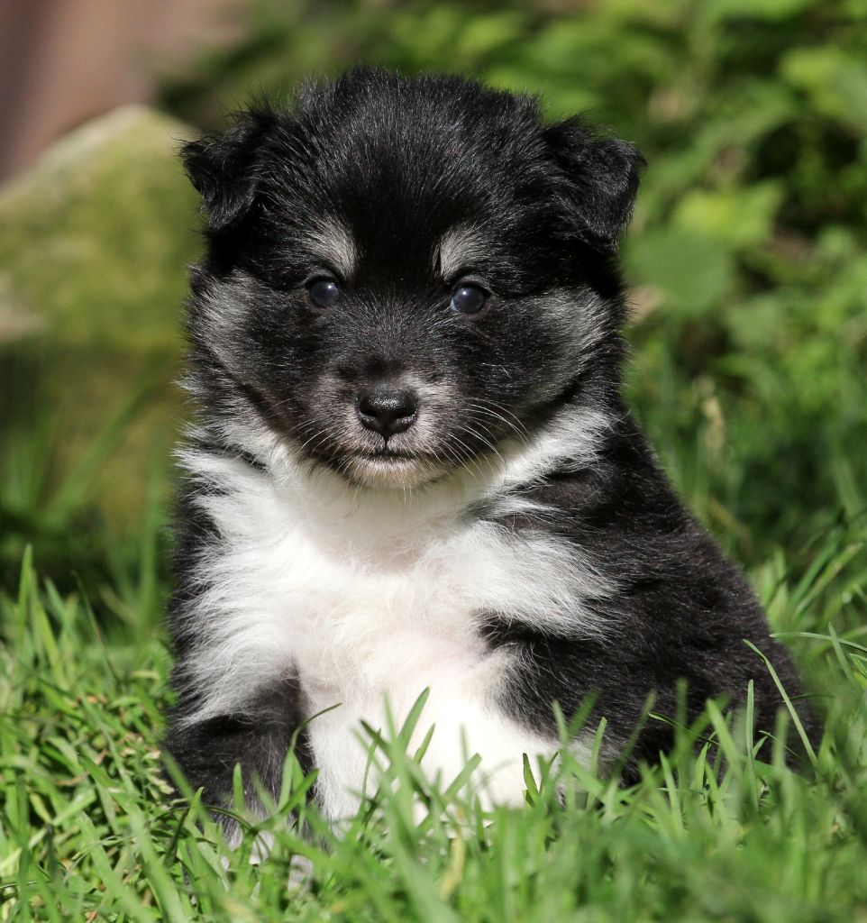 Des Petits Renards Nordiques - Chiots disponibles - Berger islandais