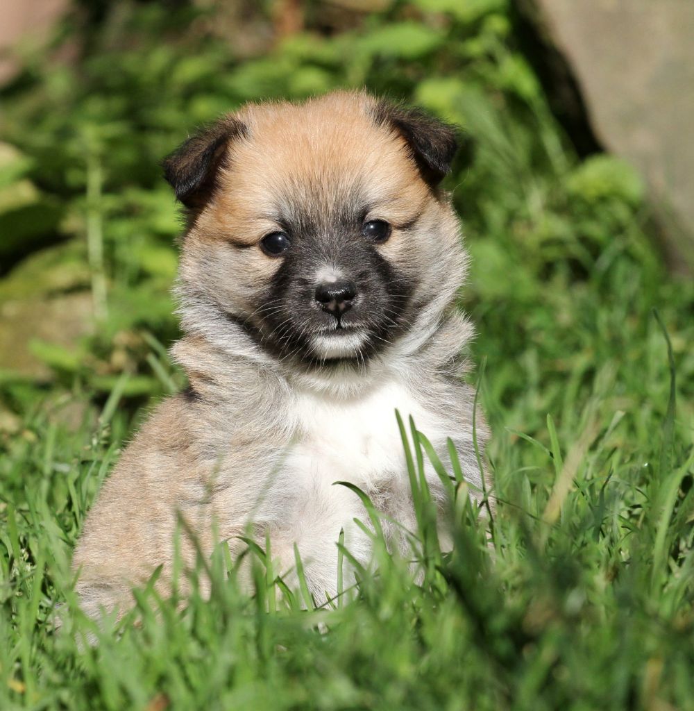 Des Petits Renards Nordiques - Chiots disponibles - Berger islandais