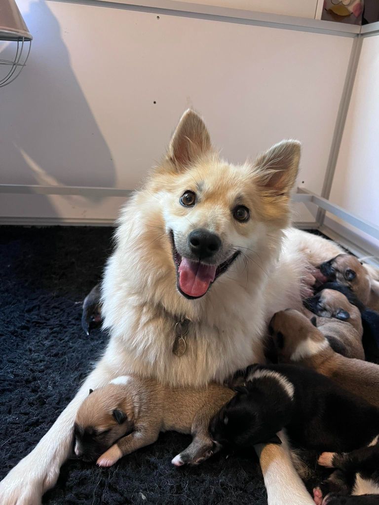 Chiot Berger islandais Des Petits Renards Nordiques