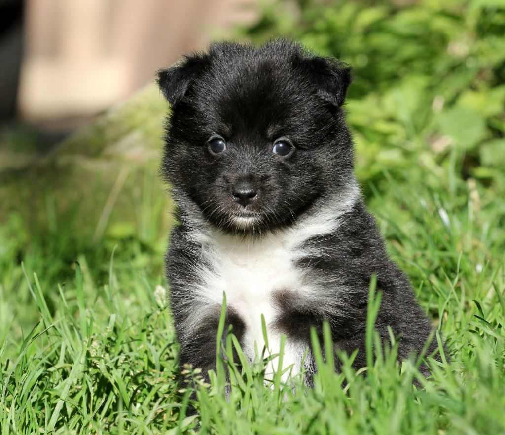 Des Petits Renards Nordiques - Chiots disponibles - Berger islandais