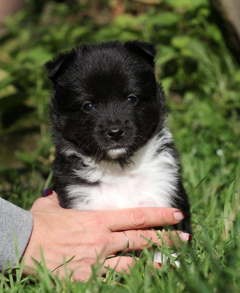 Des Petits Renards Nordiques - Chiots disponibles - Berger islandais