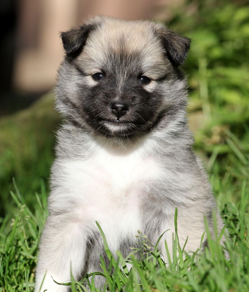 Des Petits Renards Nordiques - Chiots disponibles - Berger islandais