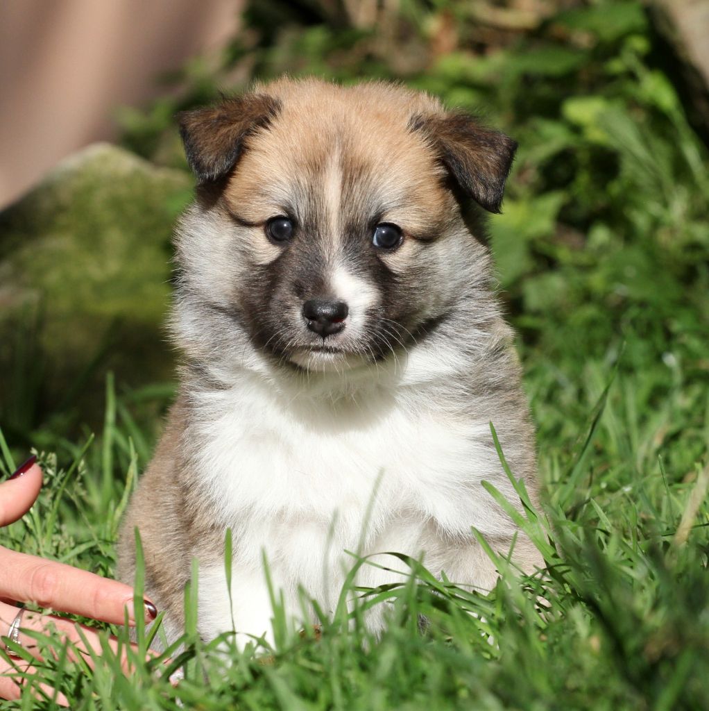 Des Petits Renards Nordiques - Chiots disponibles - Berger islandais