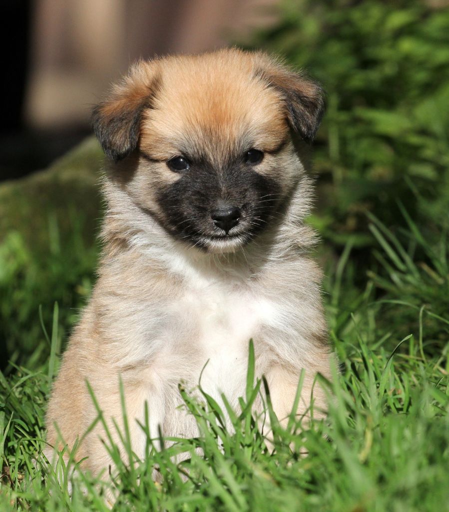 Des Petits Renards Nordiques - Chiots disponibles - Berger islandais