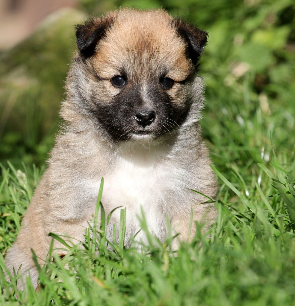 Des Petits Renards Nordiques - Chiots disponibles - Berger islandais
